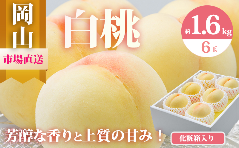 やまもも　大玉　予約専用　6月21日予約開始 桃 2026年 先行予約 岡山 白桃 6玉（合計1.6kg以上）化粧箱入り