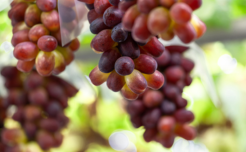 ぶどう 梨 定期便 2026年 先行予約 フルーツ王国 岡山を堪能 4回コース 秋・冬物語 葡萄 ぶどう 梨 なし 岡山県産 国産 果物 セット ギフト 