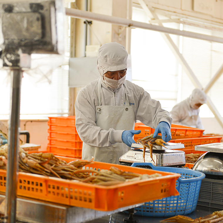 【12月25日決済確定分まで年内発送】 ボイル 本ずわいがに 1kg 4肩 (500g × 2) カジマ ずわい蟹 ズワイガニ ずわいがに かに カニ 蟹