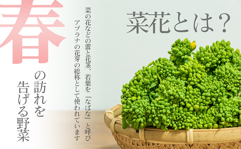 冬から春が旬の「菜花(菜の花)」1.2kg 地域のお礼の品 カタログ 