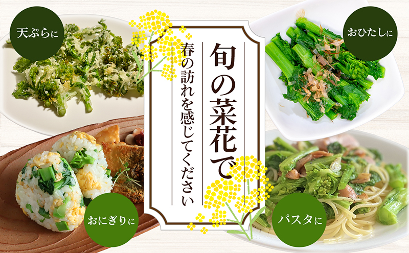 冬から春が旬の「菜花(菜の花)」1.2kg 地域のお礼の品 カタログ 