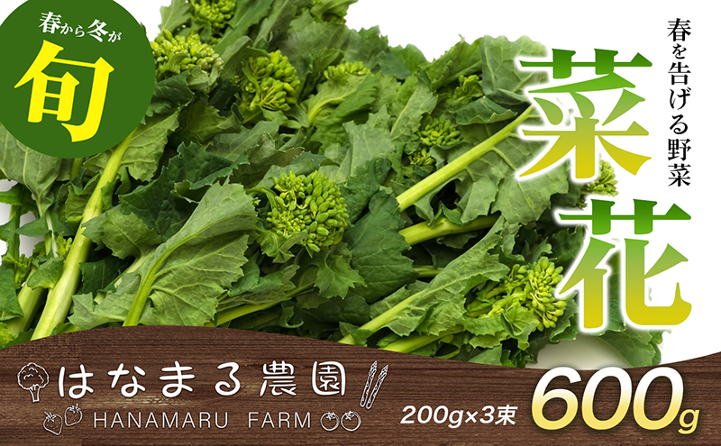【香川県東かがわ市】冬から春が旬の「菜花(菜の花)」600g 地域のお礼の品 カタログ