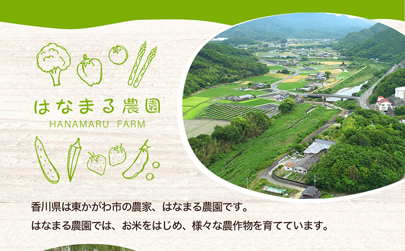 冬から春が旬の「菜花(菜の花)」600g 地域のお礼の品 カタログ 
