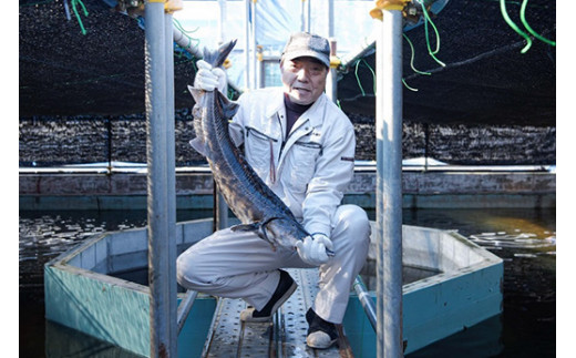 【先行予約】純国産 キャビア Voeu-Pense 20g 【茨城県共通返礼品　河内町】 魚介 魚卵 ベステル卵 贈り物 ギフト お土産 国産 グルメ 食品 加工品 冷凍 茨城県 守谷市 送料無料 ※2026年1月中旬頃より順次発送予定