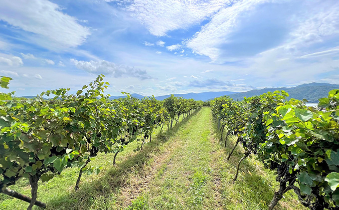 ナイヤガラ やや甘口 2023特 720ml×2本　日本ワインコンクール銅賞受賞 ナイヤガラ やや甘口 白ワイン 2022 720ml×2本  天橋立ワイナリー 