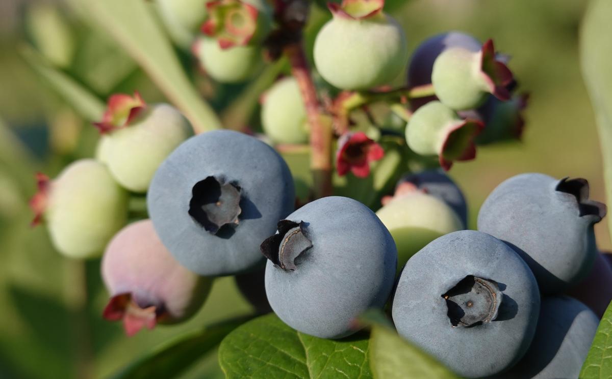 北海道仁木町のふるさと納税 ブルーベリージャム『紫珠 -sijyu- 弐号』140g×3本（北海道仁木町産） 果物 ブルーベリー フルーツ ジャム 加工食品 瓶詰 くだもの [しろうさファーム]