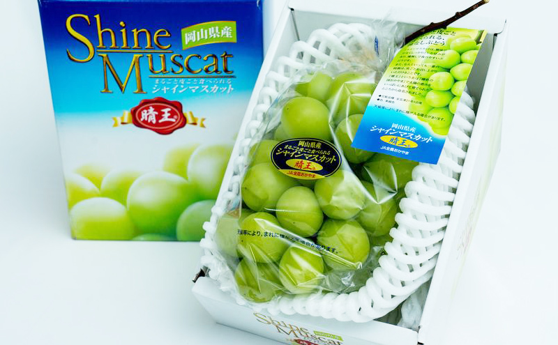 ぶどう 2026年 先行予約 シャイン マスカット 晴王 2房 (1房480g以上) 化粧箱入り ブドウ 葡萄 岡山県産 国産 フルーツ 果物 ギフト 