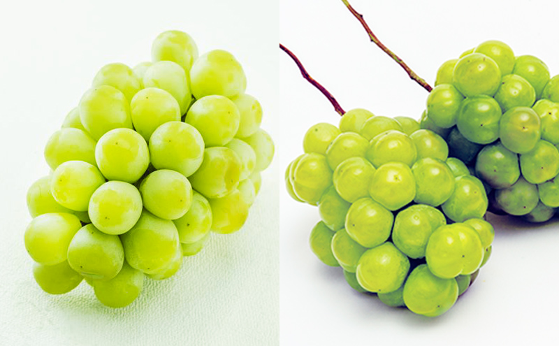 フルーツ 定期便 2026年 先行予約  晴れの国 岡山 の 旬の フルーツ 定期便 6回コース 白桃 ぶどう 梨 岡山県産 国産 フルーツ 果物 ギフト 