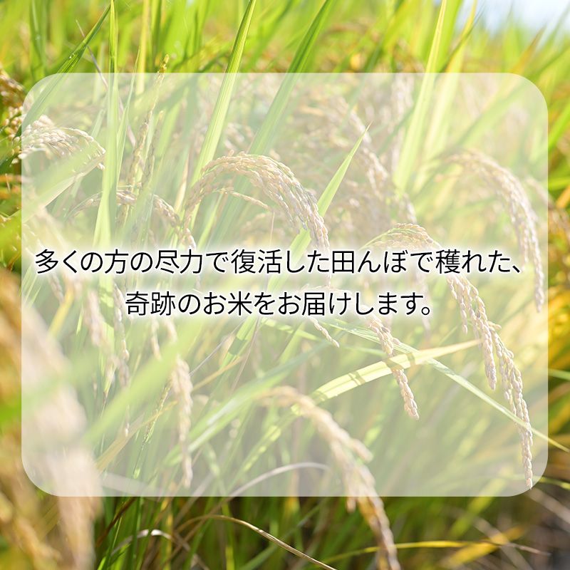 米 5kg 恵つくし 奇跡の一粒 5kg×1 令和7年産 お米 こめ コメ 新品種 