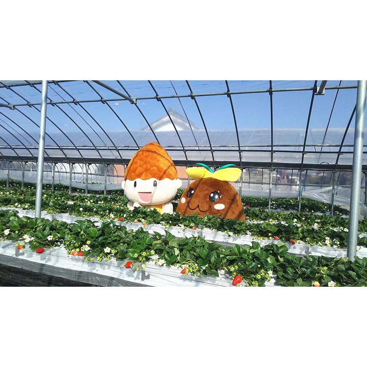 はないちご農園「毬姫様」9粒または12粒