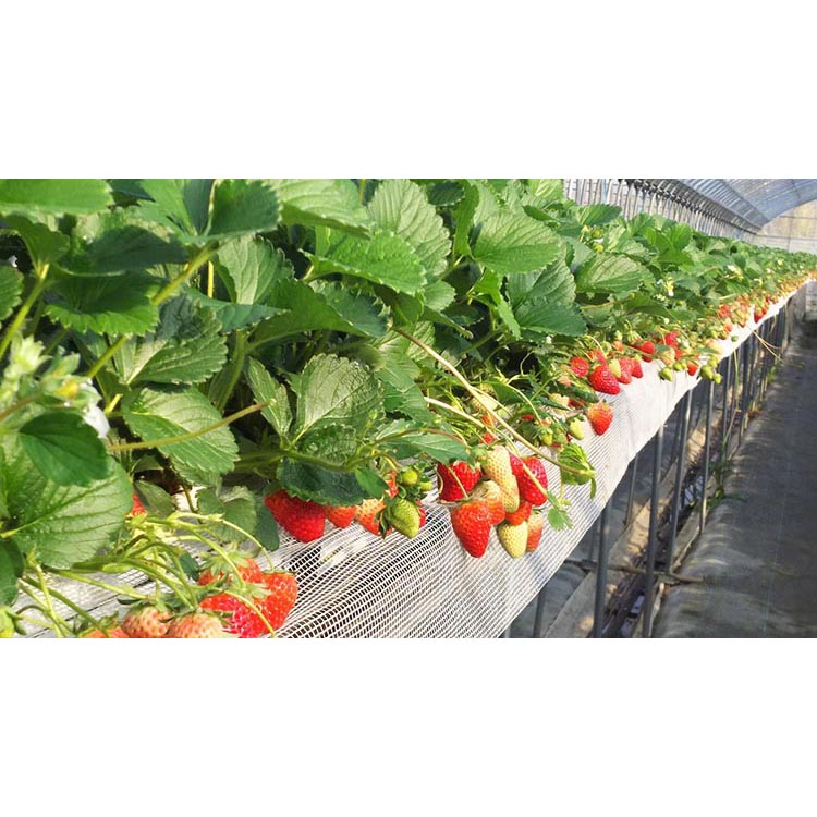 はないちご農園「まりひめ2パック」