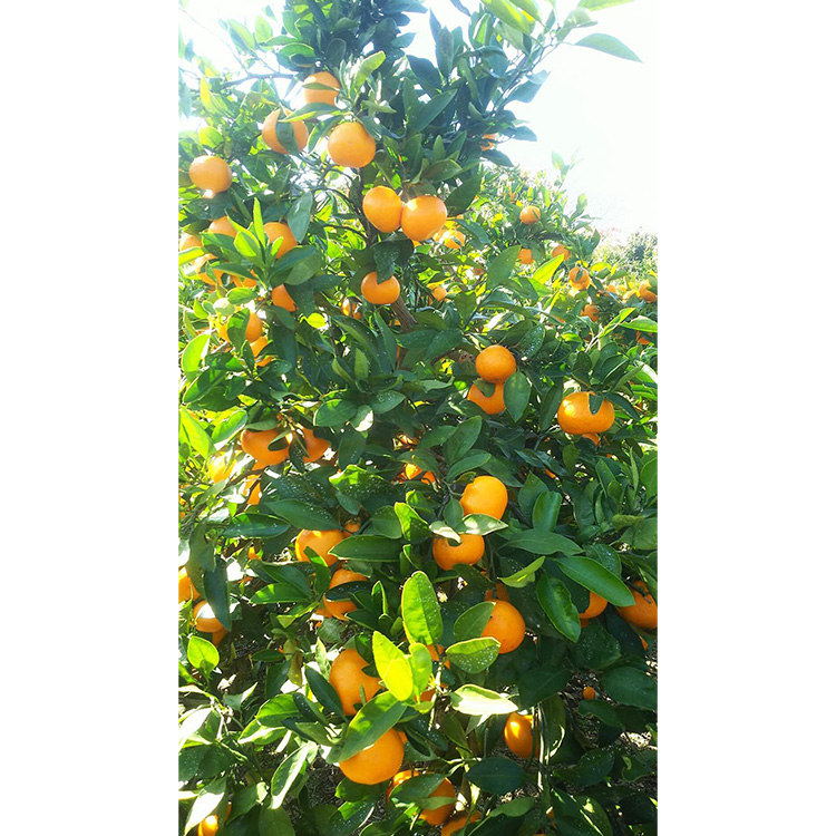 宮川早生みかんご家庭用　5kg箱入 | みかん 早生みかん 早生 訳あり わけあり 旬 柑橘 フルーツ 果物 果実 ミカン 産地直送 ※2025年11月下旬～12月中旬頃に順次発送予定