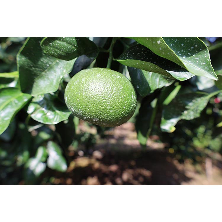 【先行予約】 贈答用 完熟 木なり ハッサク 10kg (M～2Lサイズ)  | 八朔 旬 柑橘 フルーツ 果物 柑 産地直送 箱入 和歌山県