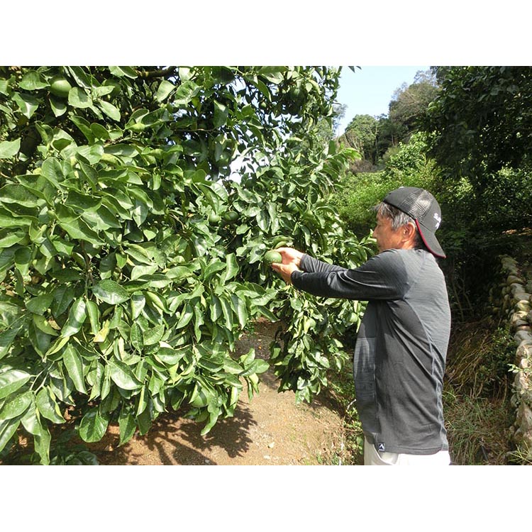 【先行予約】 ご家庭用 完熟 木なり ハッサク 10kg (M～2Lサイズ)  | 八朔 旬 柑橘 フルーツ 果物 柑 産地直送 箱入 和歌山県 