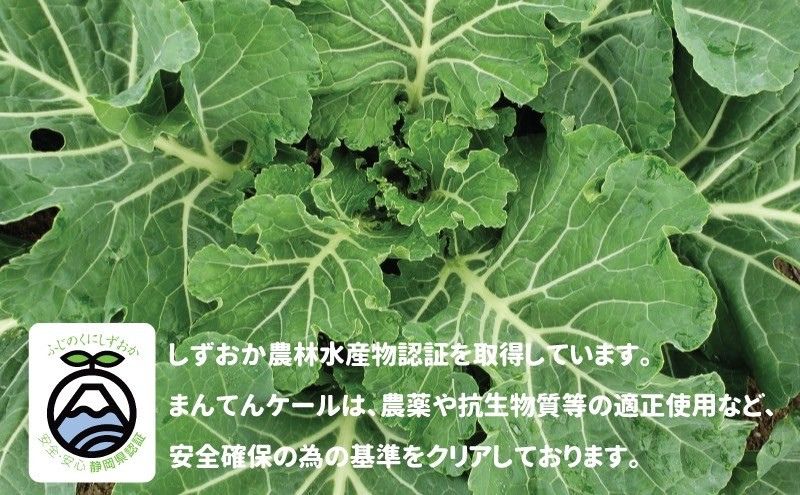 まんてんケール 　冷凍カットケールセット 野菜 冷凍野菜 食べやすい スムージー ソテー 炒め物 食材 食卓