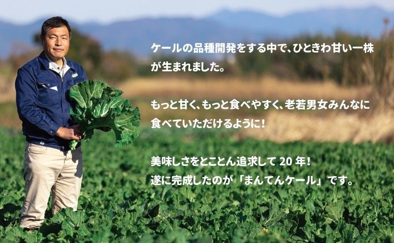 まんてんケール 　冷凍カットケールセット 野菜 冷凍野菜 食べやすい スムージー ソテー 炒め物 食材 食卓