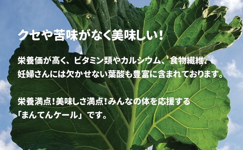 まんてんケール 　冷凍カットケールセット 野菜 冷凍野菜 食べやすい スムージー ソテー 炒め物 食材 食卓