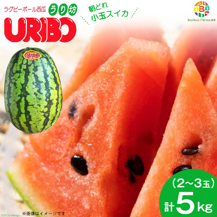 長崎県島原市のふるさと納税 BE276 【令和8年度出荷分】小玉スイカ「うり坊」5kg（1.7kg以上×2～3玉） ～名水百選の里 島原産～