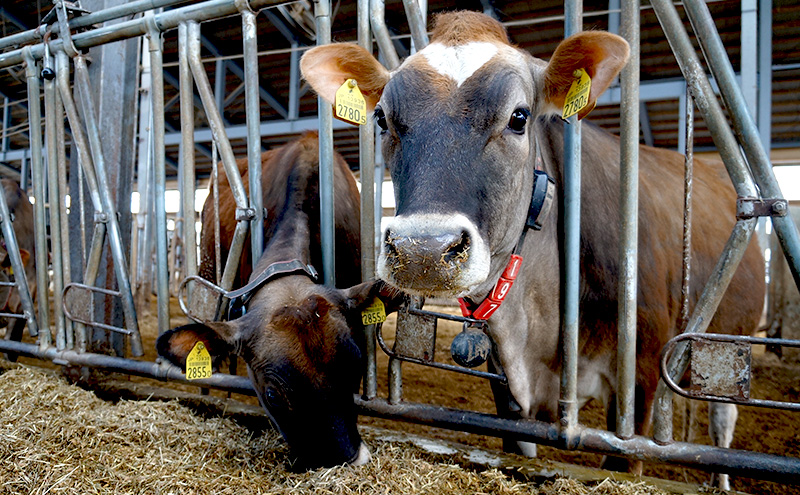 びえい牧場ジャージーミルク 6個 BOX 北海道 上富良野町 アイス アイス