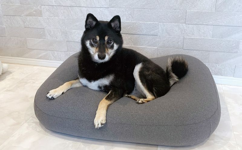 ペットソファー 雲にのる ペットソファ スクエア 本体 Sサイズ カバー 付き 防水 ペットベッド ソファー ソファ クッション ペット ペット用品 犬 猫 インテリア 日用品 雑貨 MOGU mogu 兵庫県 兵庫 