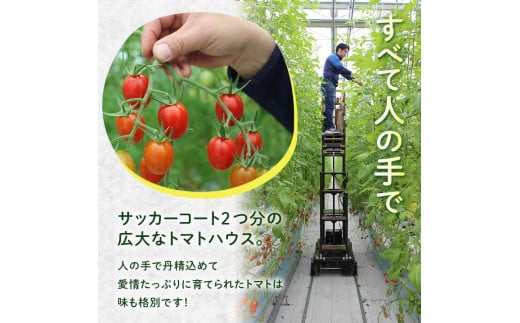 FK7-0205_ 嘉島町産アイコトマト1kg もぎたて 産地直送 産直 有機肥料 甘い フルーティー ミニトマト プチトマト リコピン 新鮮 フレッシュ サラダ 朝食 野菜 食品