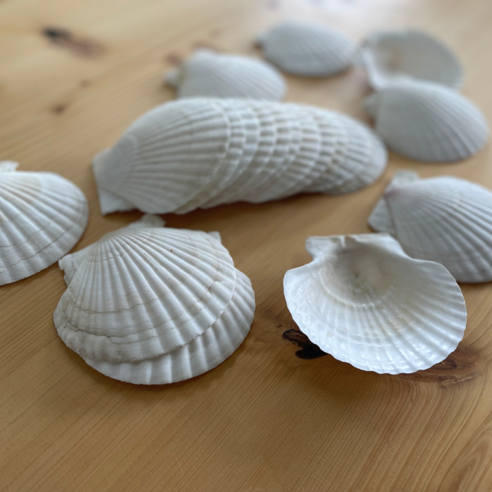 6-5 【年内配送12月15日入金まで】ホタテの貝皿(20枚) within2025