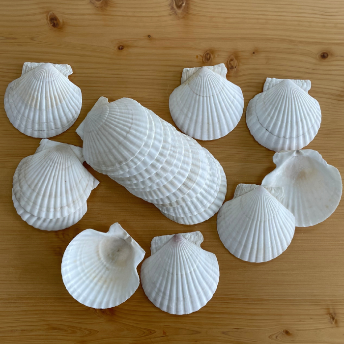 6-5 【年内配送12月15日入金まで】ホタテの貝皿(20枚) within2025
