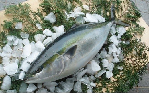【愛媛県愛南町】5kg 以上 の 久良 の ぶり 1尾 40000円 ぶり 鰤 ぶりしゃぶ 鰤しゃぶ ブリ たたき 丸ごと 1本 年末 年始 国産 特産品 魚介類 海産物 まるごと 刺身 鮮魚 養殖 フィレ 冷蔵 海鮮 魚介 ブランド 魚 ぶりしゃぶ しゃぶしゃぶ 刺し身 海鮮丼 産地直送 すぶり お歳