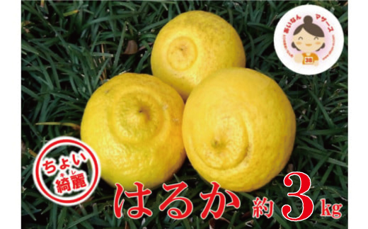 【 先行予約 】 ちょいキレ 家庭用 あいなんマザーズ の はるか 3kg <発送期間：1月中旬～3月中旬> 家庭用 3kg 先行 事前 予約 受付 みかん はるか 愛媛 産地直送 国産 農家直送 減農薬 香り 完熟 糖度 果樹園 期間限定 数量限定 特産品 ジュース 人気 限定 愛南 愛媛県 新鮮 果実 さわやか ジューシー 甘い 上品 フルーツ 果物 柑橘 あいなんマザーズ