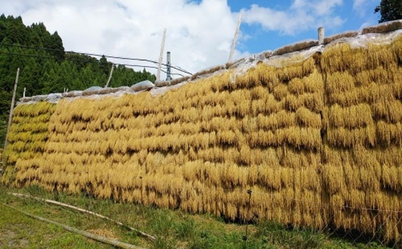 コラボ商品　米の飯より思し召し(茶碗)×宮津産お米セット　食器 皿 器 日本製 焼き物 京都 ギフト プレゼント 陶器 米
