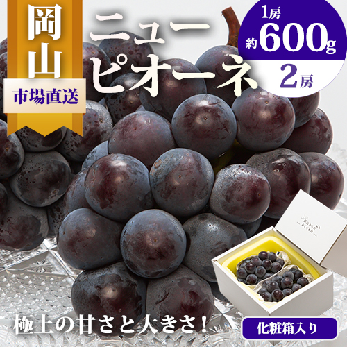[2026年先行予約]ニューピオーネ 1房600g以上 2房 化粧箱入り 株式会社山博(中本青果)[2026年8月下旬-10月上旬頃出荷]岡山県 浅口市 ぶどう フルーツ ギフト 贈答用 旬 果物 国産 岡山県産 送料無料 [配送不可地域あり]