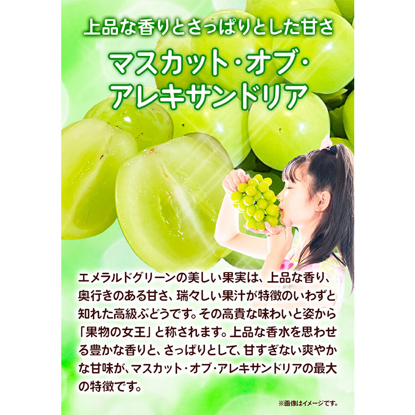 岡山県浅口市のふるさと納税 【2026年先行予約】定期便5回コース マスカット・オブ・アレキサンドリア 1房 岡山の白桃 6玉 ニューピオーネ 1房 瀬戸ジャイアンツ 1房 シャインマスカット 晴王 2房 あたご梨 2玉 株式会社山博(中本青果) 《2026年7月上旬-11月下旬頃出荷》岡山県 浅口市　【配送不可地域あり】