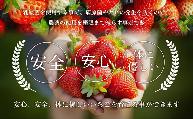 いちご はなまる農園 こだわりいちご さぬきひめ 500g 香川県産 苺 イチゴ フルーツ 果物 くだもの 旬のフルーツ 旬の果物 香川 香川県 東かがわ市