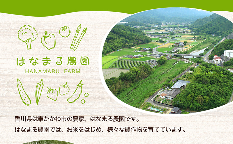 いちご はなまる農園 こだわりいちご さぬきひめ 500g 香川県産 苺 イチゴ フルーツ 果物 くだもの 旬のフルーツ 旬の果物 香川 香川県 東かがわ市
