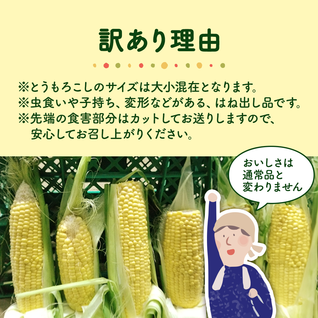 茨城県八千代町のふるさと納税 【先行予約 2026年6月下旬以降発送 】 【 令和8年産 】 【 訳あり 】 朝採り とうもろこし （ ゴールドラッシュ ） 約 6kg トウモロコシ スイートコーン コーン 野菜 産地直送 期間限定 岩田さん 昼めし旅 [AX021ya]