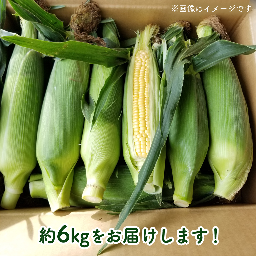 茨城県八千代町のふるさと納税 【先行予約 2026年6月下旬以降発送 】 【 令和8年産 】 【 訳あり 】 朝採り とうもろこし （ ゴールドラッシュ ） 約 6kg トウモロコシ スイートコーン コーン 野菜 産地直送 期間限定 岩田さん 昼めし旅 [AX021ya]