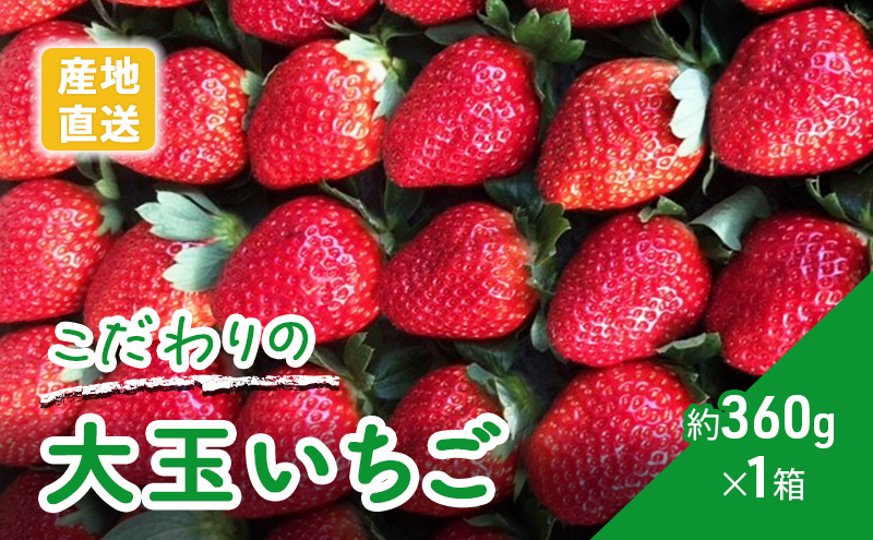 農家直送！こだわりの大玉いちご　約360g×1箱 果物類 フルーツ 果物 