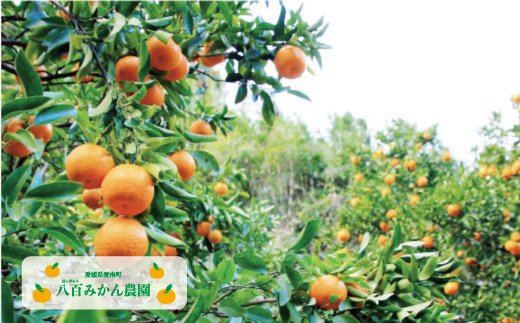 【 贈答用 】 ぽんかん 5kg 先行予約 <発送期間：1月中旬～無くなり次第終了> 八百みかん農園 の ぽんかん 8000円 家庭用 5kg 先行 事前 予約 受付 みかん 不知火 はるみ 防腐剤不使用 愛媛 産地直送 国産 農家直送 糖度 甘味 果樹園 期間限定 数量限定 特産品 プレゼント 人気 限定 愛南 正品 果実 ギフト 風味 甘い フルーツ 果物 柑橘 蜜柑