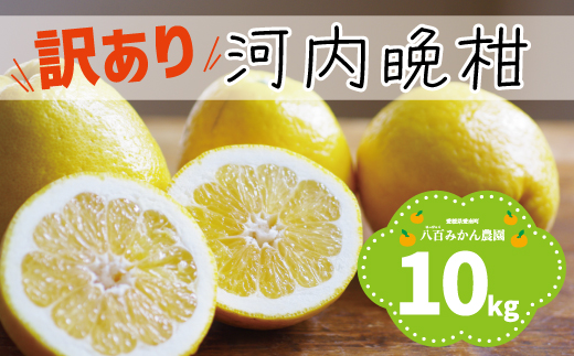 【 訳あり 】 河内晩柑 10kg 先行予約 <発送期間：4月上旬～無くなり次第終了> 八百みかん農園 の かわちばんかん 10000円 家庭用 先行 事前 予約 受付 みかん 愛南ゴールド 美生柑 文旦 グレープフルーツ 和製 防腐剤不使用 愛媛 産地直送 国産 農家直送 糖度 果樹園 期間限定 数量限定 特産品 ジュース 人気 限定 愛南  新鮮 さわやか 甘い フルーツ 果物 柑橘 蜜柑