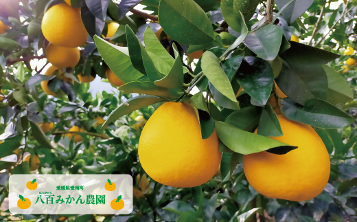 【 訳あり 】 河内晩柑 10kg 先行予約 <発送期間：4月上旬～無くなり次第終了> 八百みかん農園 の かわちばんかん 10000円 家庭用 先行 事前 予約 受付 みかん 愛南ゴールド 美生柑 文旦 グレープフルーツ 和製 防腐剤不使用 愛媛 産地直送 国産 農家直送 糖度 果樹園 期間限定 数量限定 特産品 ジュース 人気 限定 愛南  新鮮 さわやか 甘い フルーツ 果物 柑橘 蜜柑