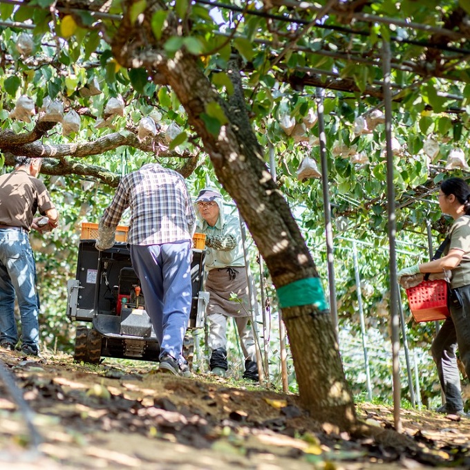 梨 2025年 先行予約 ご家庭用 あたご梨・鴨梨（ヤーリー）詰め合わせ 約4kg あたご梨2～3玉 ヤーリー3～6玉 化粧箱【11月下旬～12月中旬頃発送】 ナシ なし 岡山県産 国産 フルーツ 果物 石原果樹園 