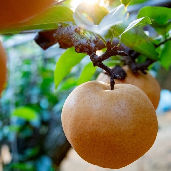 梨 2025年 先行予約 ご家庭用 あたご梨・鴨梨（ヤーリー）詰め合わせ 約4kg あたご梨2～3玉 ヤーリー3～6玉 化粧箱【11月下旬～12月中旬頃発送】 ナシ なし 岡山県産 国産 フルーツ 果物 石原果樹園 