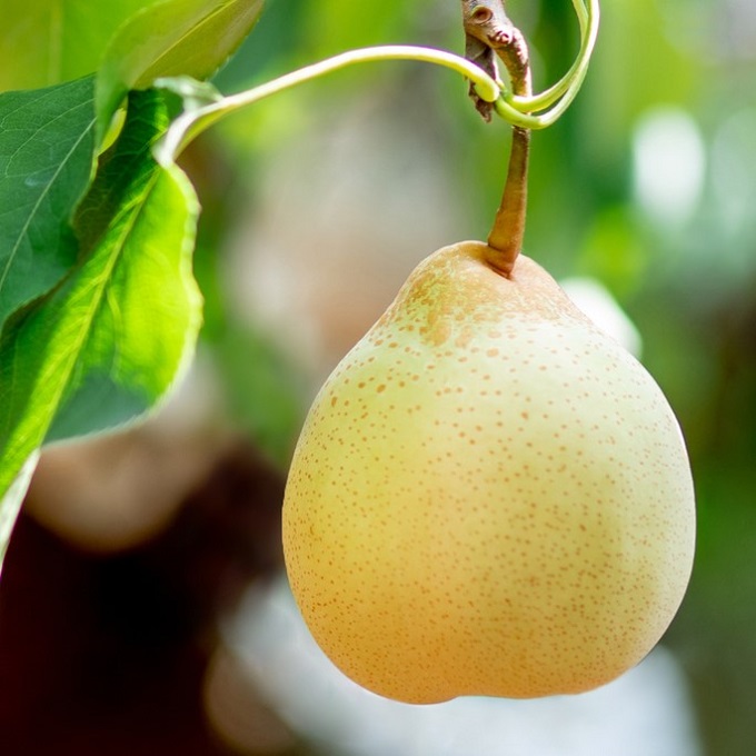 梨 2025年 先行予約 ご家庭用 あたご梨・鴨梨（ヤーリー）詰め合わせ 約4kg あたご梨2～3玉 ヤーリー3～6玉 化粧箱【11月下旬～12月中旬頃発送】 ナシ なし 岡山県産 国産 フルーツ 果物 石原果樹園 