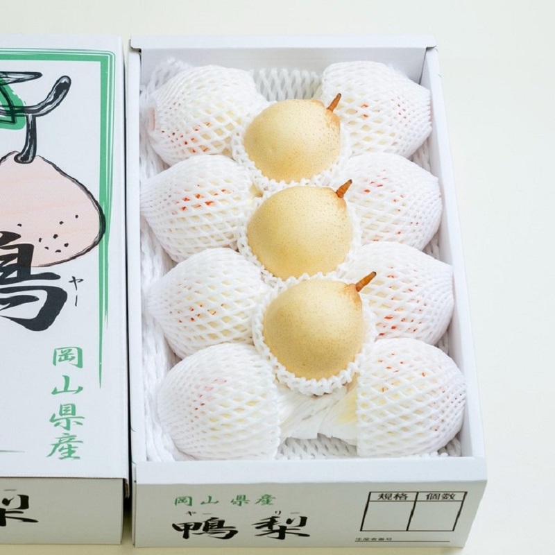 梨 2025年 先行予約 ご家庭用 鴨梨（ヤーリー） 6～13玉入り 約4kg 化粧箱【11月下旬～12月中旬頃発送】 ナシ なし 岡山県産 国産 フルーツ 果物 石原果樹園家庭用 