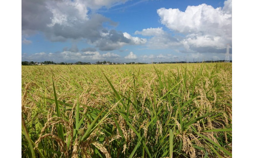 煌めく艶 令和6年茨城県産コシヒカリ5kg【白米】◇
