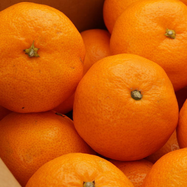 ZD7016_【秀品】 和歌山 有田みかん 10kg (2Lサイズ・秀品）