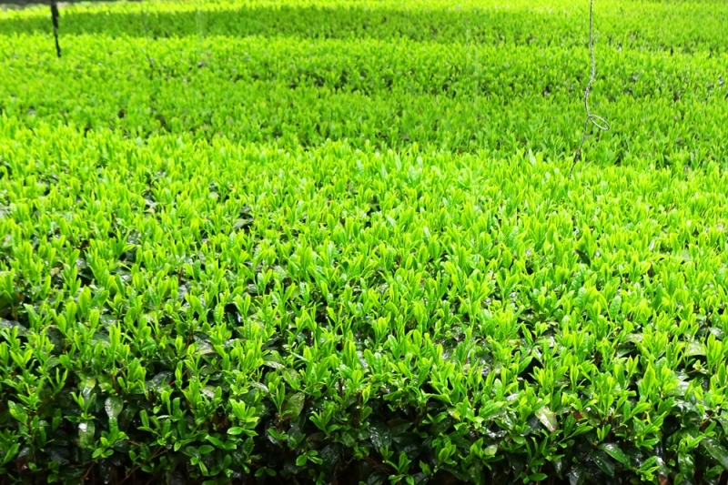 日本茶鑑定士監修のティーカップ白と玉露ティーバッグ（28P×2缶）〈お茶 茶 煎茶 緑茶 茶葉 玉露 ティーカップ ティーバッグ ティーパック 飲料 加工食品 ハンドメイド 日本茶鑑定士〉 