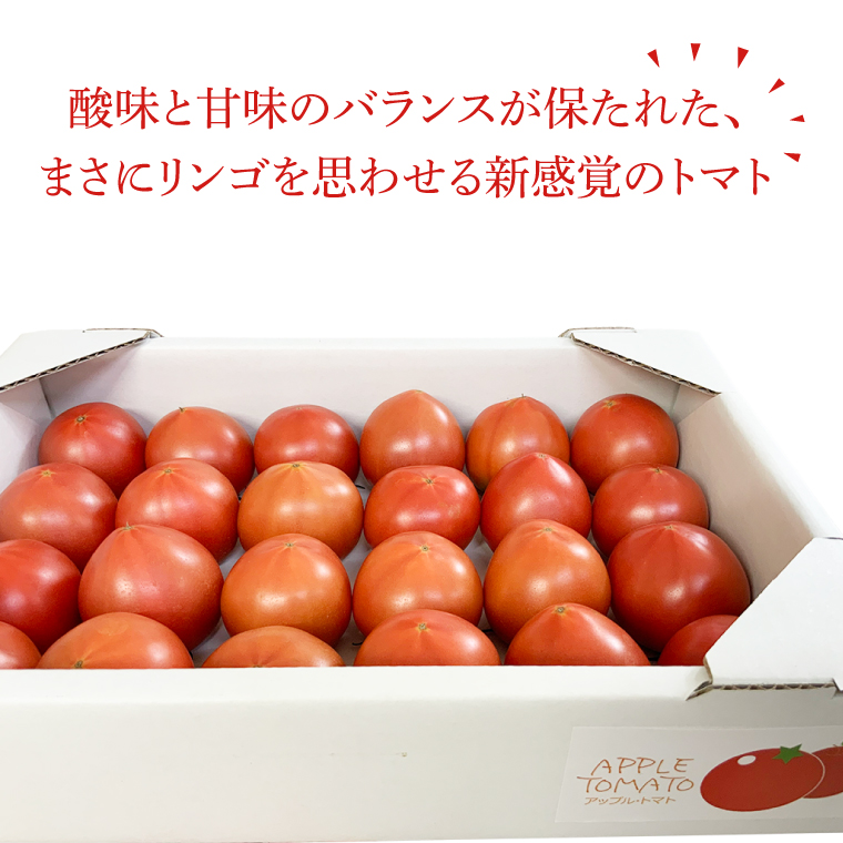 【2026年1月より順次発送】東山農園のアップルトマト 約1.5kg｜トマト とまと 野菜 やさい アップルトマト 新感覚 濃厚 先行予約 フルーツ フルーツトマト 茨城県 行方市 ふるさと納税(FP-1)