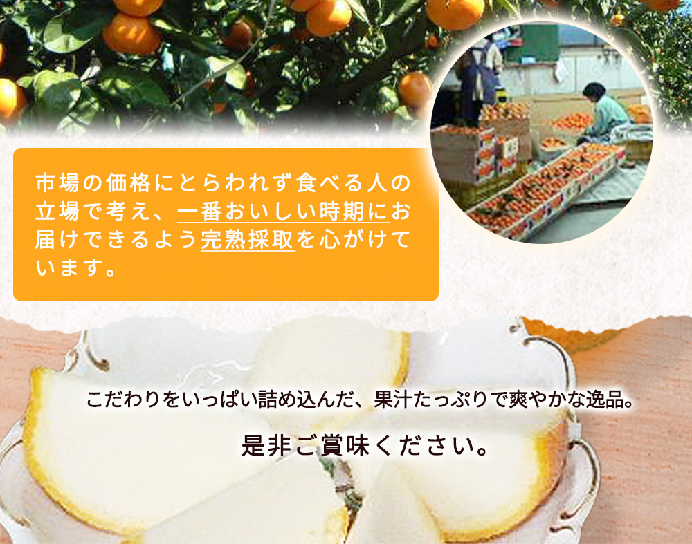 ZP6009_GFTn_【ギフト用】まるごと 三宝柑 シャーベット 5個 セット