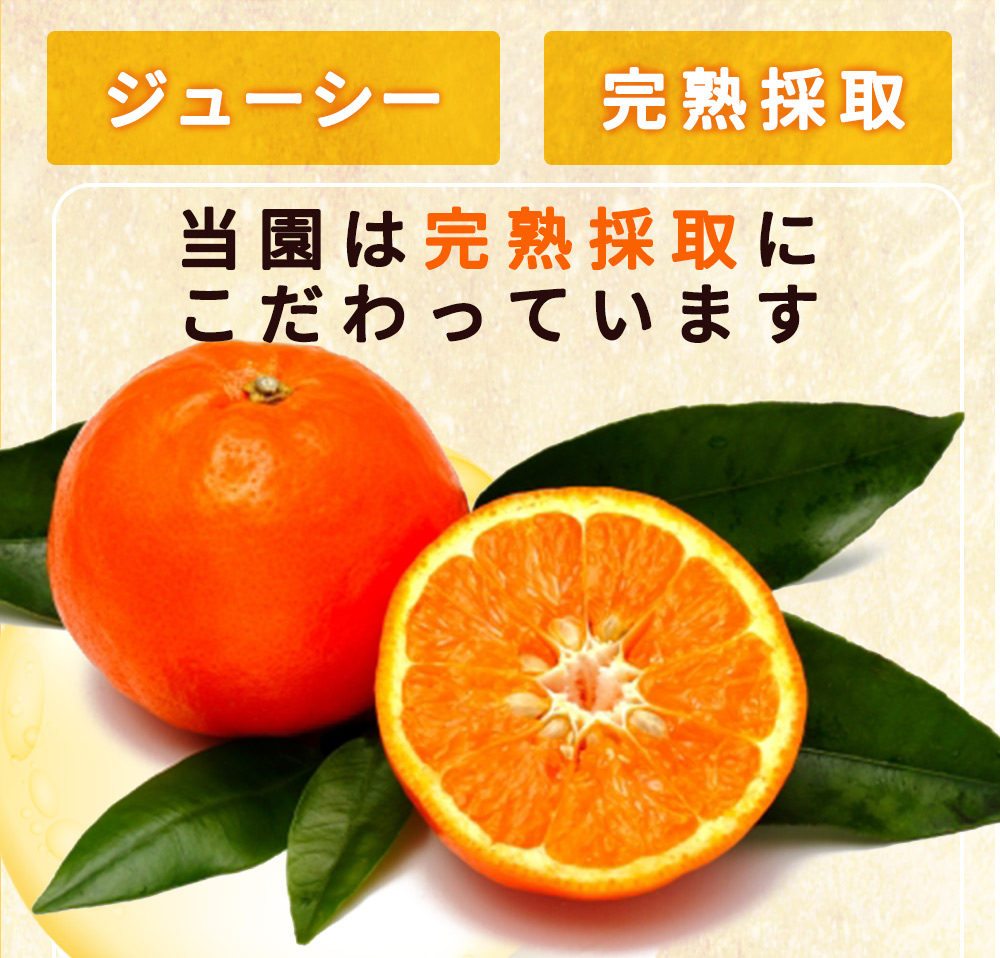 ZP6011n_【2026年先行予約】とってもジューシー！ セミノール 5kg